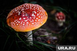 Рекордный экспорт мухоморов и ответ на угрозы Зеленского: девять главных событий недели в Пермском крае