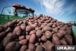 Рекордный экспорт мухоморов и ответ на угрозы Зеленского: девять главных событий недели в Пермском крае