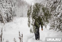 Чем грозит незаконная вырубка новогодней елки и где пермяки могут купить главный символ праздника