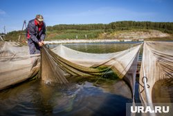 Почему в России дорогие рыба и икра