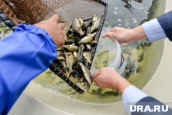 Почему в России дорогие рыба и икра