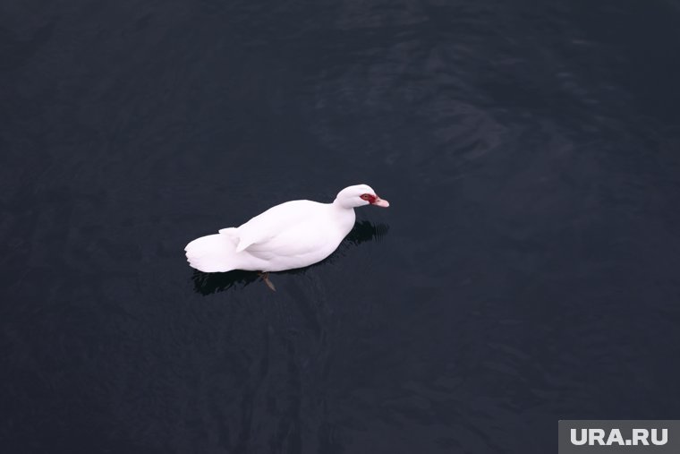 «Я когда смотрю на волонтеров, нервничать начинаю»: как в Крыму ловят мазут