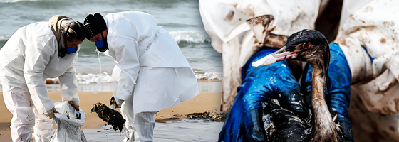 «Я когда смотрю на волонтеров, нервничать начинаю»: как в Крыму ловят мазут