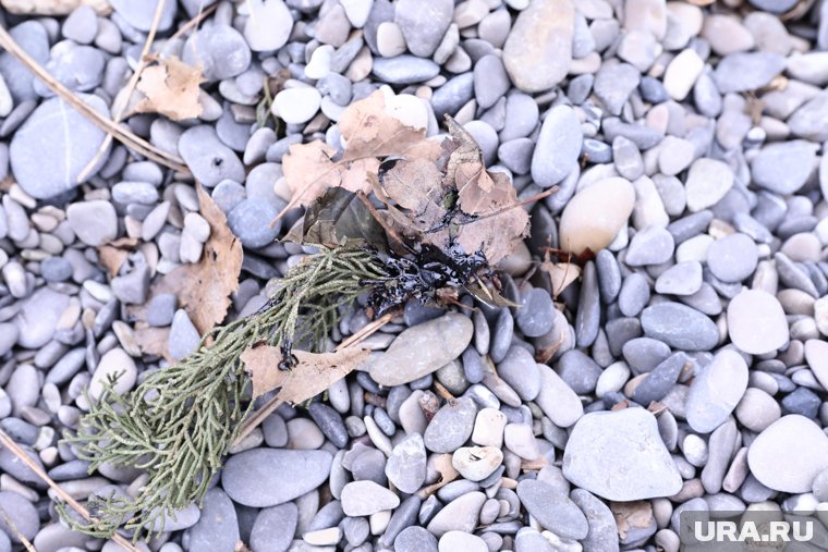 «Я когда смотрю на волонтеров, нервничать начинаю»: как в Крыму ловят мазут