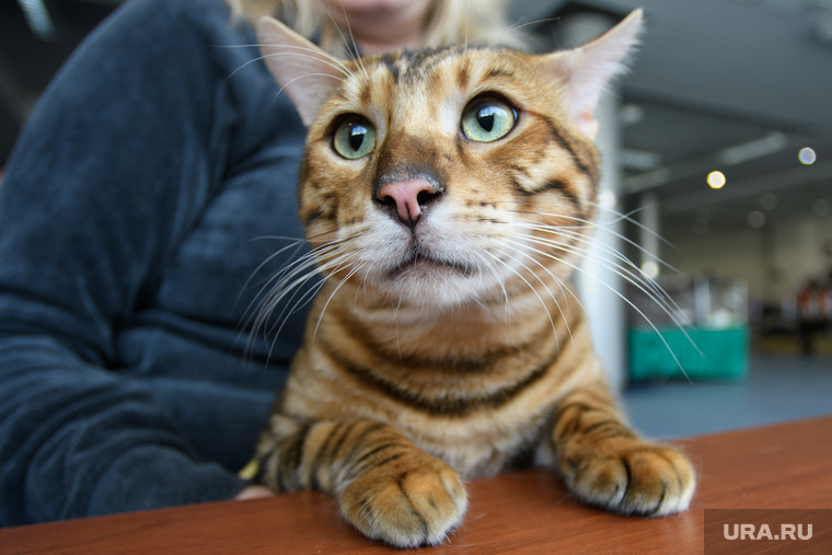 Мобик, Парма и Оскар Цезаревич: любимые питомцы элиты Перми. Фото