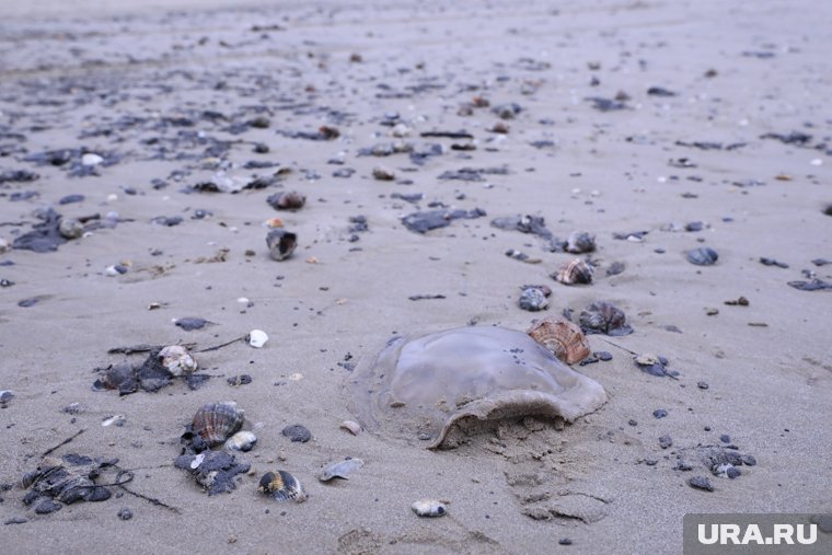 Побережье Черного моря переключили на режим ЧС