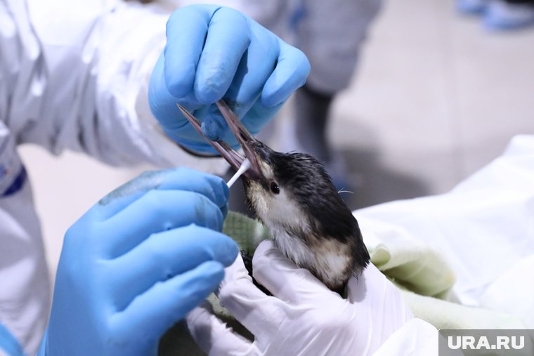 Побережье Черного моря переключили на режим ЧС