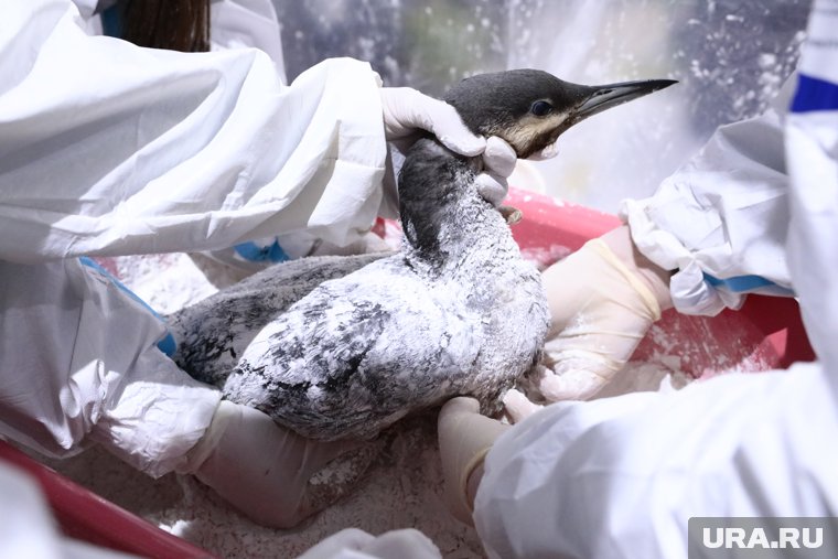 Побережье Черного моря переключили на режим ЧС