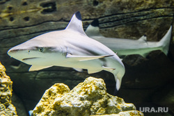 Покормить акул в ХМАО: нестандартные направления для пермских туристов с прямым перелетом