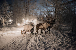 Покормить акул в ХМАО: нестандартные направления для пермских туристов с прямым перелетом