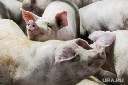 Каким шашлыком начать сезон пикников в 2025 году