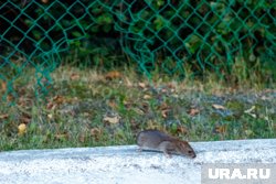 Пермскую эспланаду после зимы заполонили полчища мышей из общепита