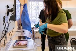 &laquo;Погнула иглу&raquo;: откровения пермячки, попробовавшей себя в роли хирурга. Фото, видео