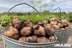 Хайп вокруг неурожая взвинтил стоимость ягод, фруктов и овощей