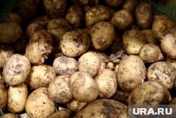 Россию завалили картошкой из Китая и Египта