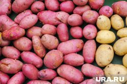 Россию завалили картошкой из Китая и Египта