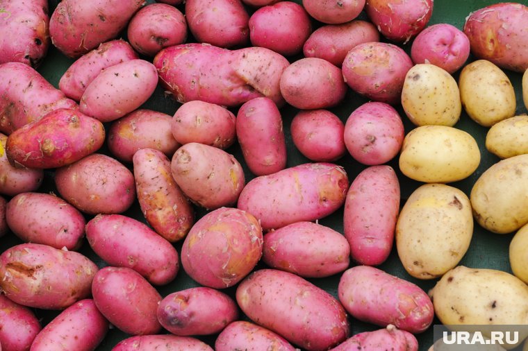 Россию завалили картошкой из Китая и Египта