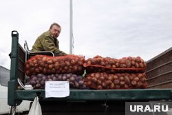 Россию завалили картошкой из Китая и Египта