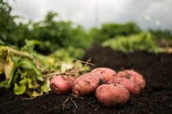 Россию завалили картошкой из Китая и Египта