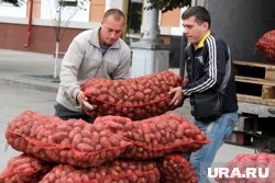 Россию завалили картошкой из Китая и Египта