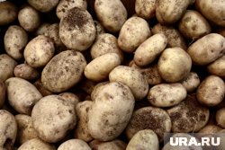 Россию завалили картошкой из Китая и Египта