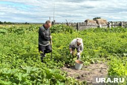 Россию завалили картошкой из Китая и Египта