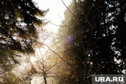 Силовик раскрыл, как нашли два дня плутавшего в лесу под Кизелом ребенка