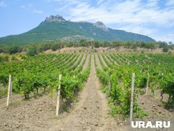 В России обвалились продажи импортного алкоголя