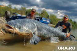 Больничная койка после выпускного, встреча с медведем и признание Niletto: топ-7 новостей Пермского края