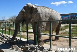 Арест пермского мэра, радость для зумеров и возвращение дизайнера-скандалиста: топ-10 новостей Прикамья
