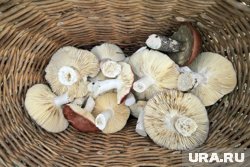 &laquo;Сделай вкусно, не беси&raquo;: владелец пермской кофейни об опасных клиентах и пыли с дорог Бразилии