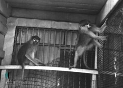 Завершение вековой истории: Пермский зоопарк навсегда закрывает свои двери. Фотогалерея