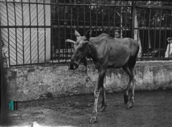 Завершение вековой истории: Пермский зоопарк навсегда закрывает свои двери. Фотогалерея