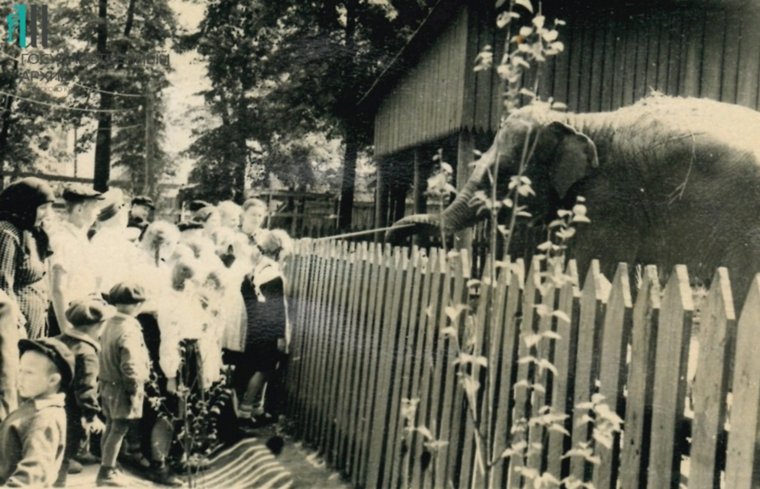 Чем новый зоопарк будет радовать пермяков и гостей города