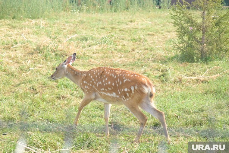 Пермяки толпами идут в новый зоопарк: онлайн-трансляция URA.RU