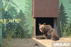 Пермяки толпами идут в новый зоопарк: онлайн-трансляция URA.RU