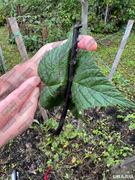 В Перми на могиле фрейлин, служивших в царской семье, провели оккультный ритуал. Фото, видео