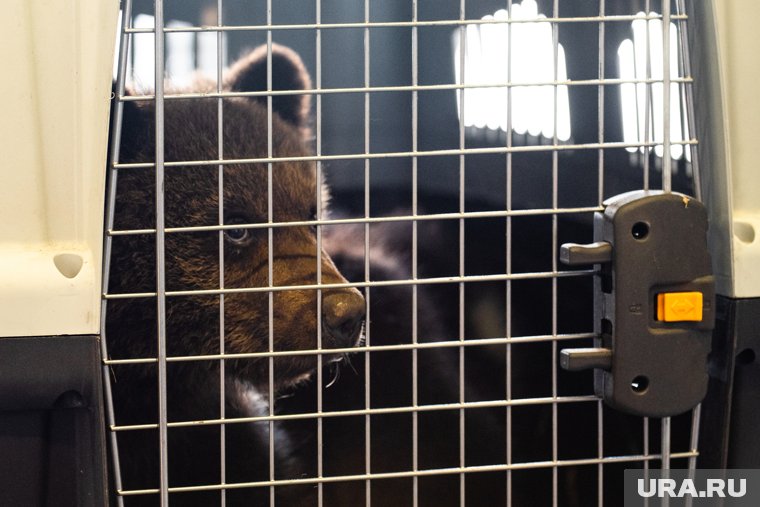 В Перми официально открыли новый зоопарк на Нагорном