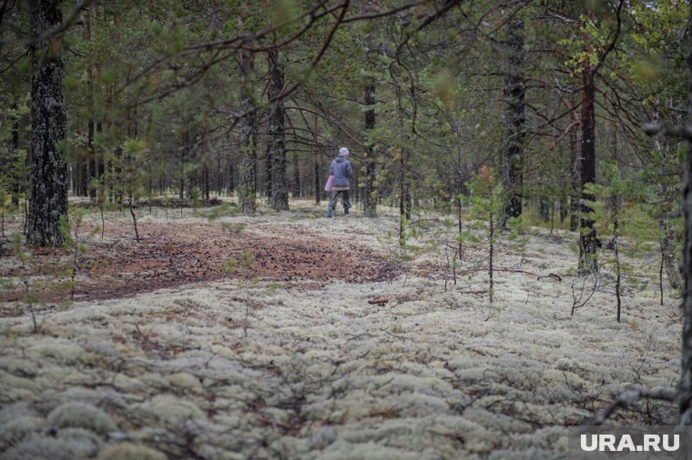 Вонючий водопад, спрятавшиеся туалеты и арт-объекты &mdash; обзор экотроп Перми. Фото, видео