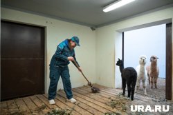 &laquo;Лучшая работа!&raquo;: журналистка URA.RU потрудилась кипером в новом пермском зоопарке. Фото, видео