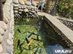 &laquo;Пять минут борьбы, и крупный карп пойман&raquo;: журналист URA.RU из Перми об особенностях рыбалки на Кавказе