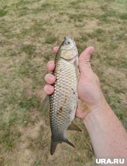 &laquo;Пять минут борьбы, и крупный карп пойман&raquo;: журналист URA.RU из Перми об особенностях рыбалки на Кавказе