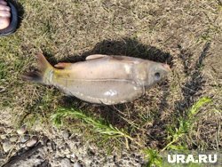 &laquo;Пять минут борьбы, и крупный карп пойман&raquo;: журналист URA.RU из Перми об особенностях рыбалки на Кавказе