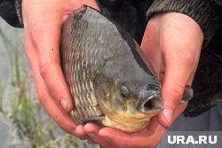 &laquo;Пять минут борьбы, и крупный карп пойман&raquo;: журналист URA.RU из Перми об особенностях рыбалки на Кавказе