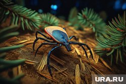 Стоит ли пермякам бояться клещей в сентябре и как безопасно ходить в лес