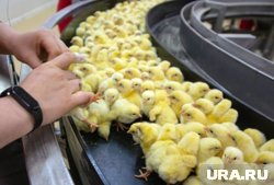 Топ-5 пищевых гигантов Пермского края с многомиллиардным доходом