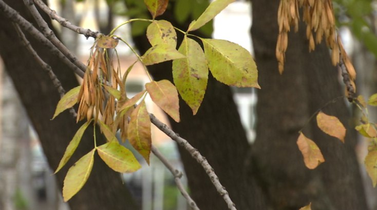 В Пермском крае ожидаются заморозки до -8&deg;С