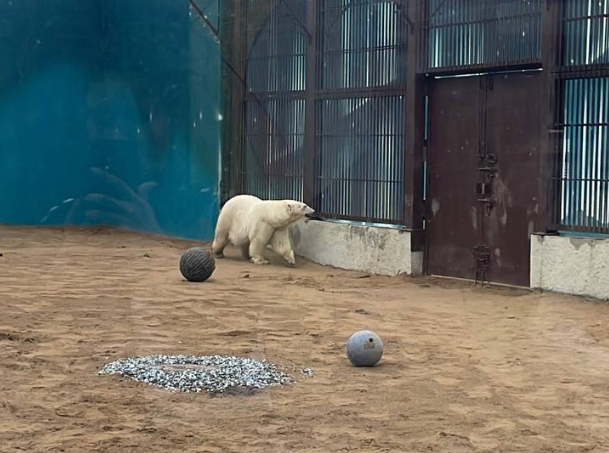 В Пермском зоопарке выявили нарушения ветеринарного законодательства