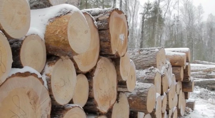 В Прикамье чёрные лесорубы нанесли ущерб на 66 млн руб.