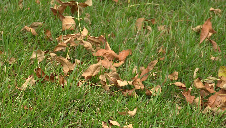 МЧС Прикамья предупреждает о сильных порывах ветра 14 октября